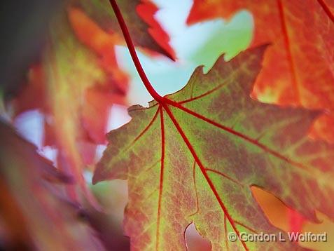 First Sign Of Autumn_21388.jpg - Rideau Canal Waterway photographed near Merrickville, Ontario, Canada.